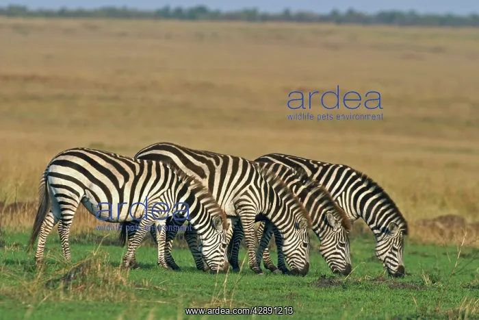 : Burchell's Zebra - grazing : Burchell's Zebra - grazing