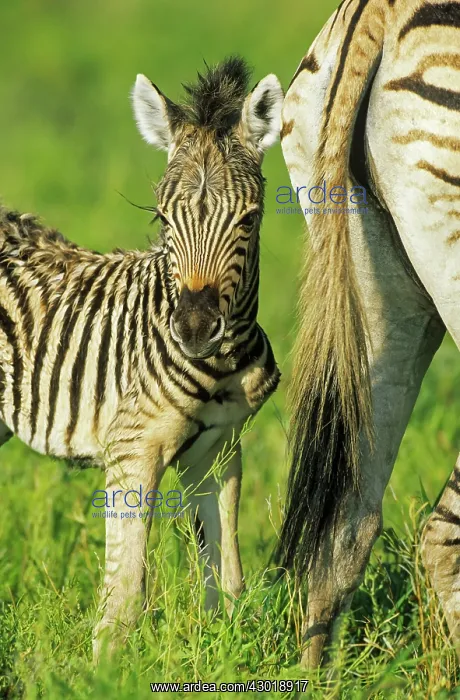 : Burchell's Zebra mare with foal during the rainy : Burchell's Zebra mare with foal during the rainy