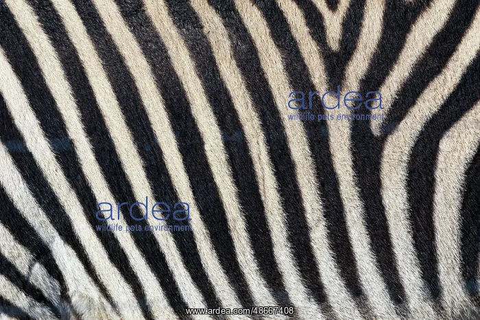 : Burchell's zebra pattern of black and white stripes, Kenya : Burchell's zebra pattern of black and white stripes, Kenya