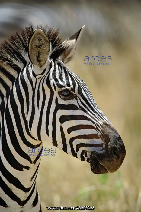 : Burchell's Zebra portrait, Tarangire National : Burchell's Zebra portrait, Tarangire National