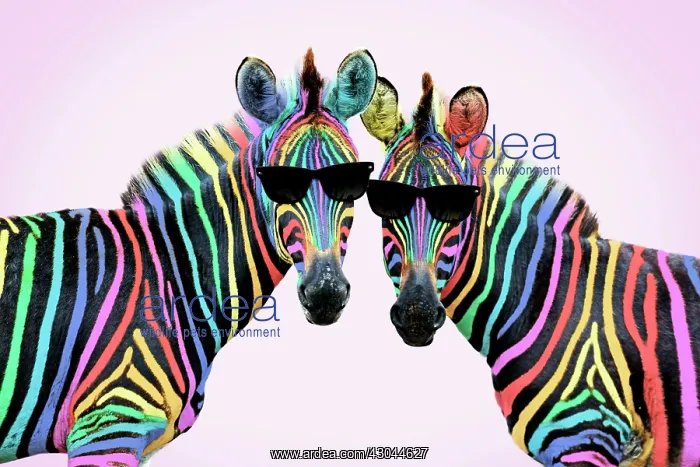 : Burchell's Zebra, rainbow colour with sunglasses : Burchell's Zebra, rainbow colour with sunglasses