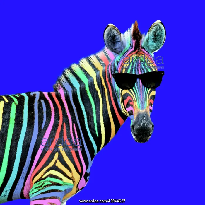 : Burchell's Zebra, rainbow colour with sunglasses : Burchell's Zebra, rainbow colour with sunglasses