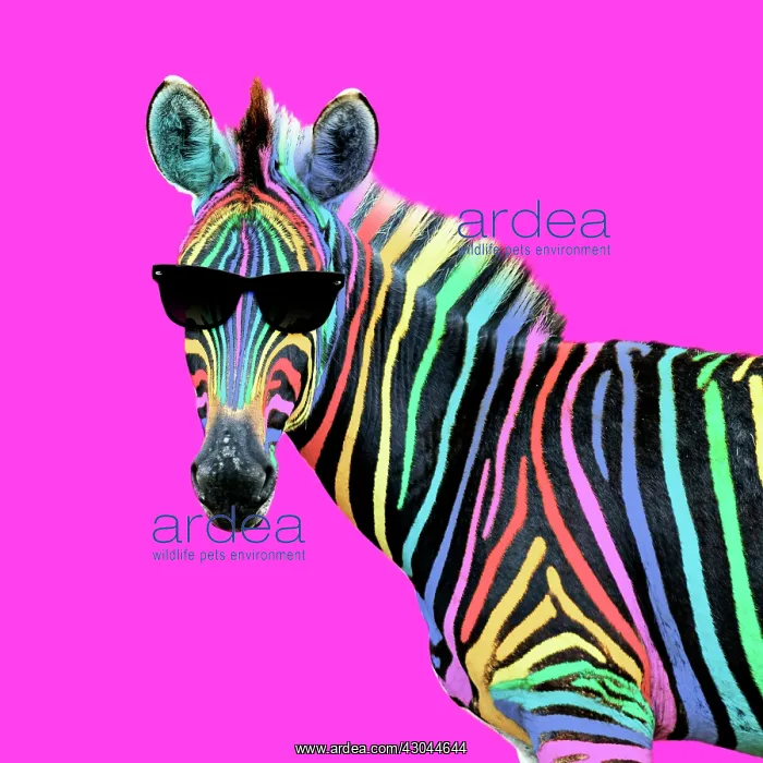 : Burchell's Zebra, rainbow colour with sunglasses : Burchell's Zebra, rainbow colour with sunglasses