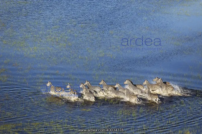 : Burchell's Zebra - roaming in a freshwater marsh : Burchell's Zebra - roaming in a freshwater marsh