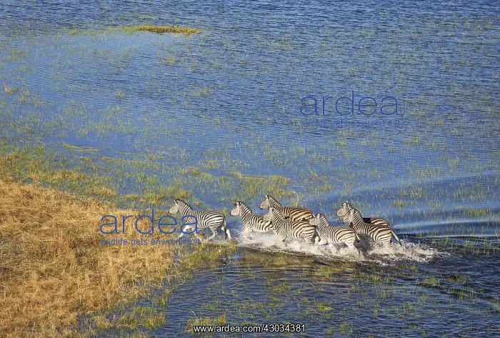 : Burchell's Zebra - roaming in a freshwater marsh : Burchell's Zebra - roaming in a freshwater marsh