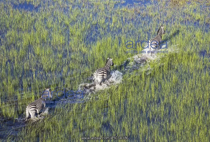 : Burchell's Zebra - roaming in a freshwater marsh : Burchell's Zebra - roaming in a freshwater marsh
