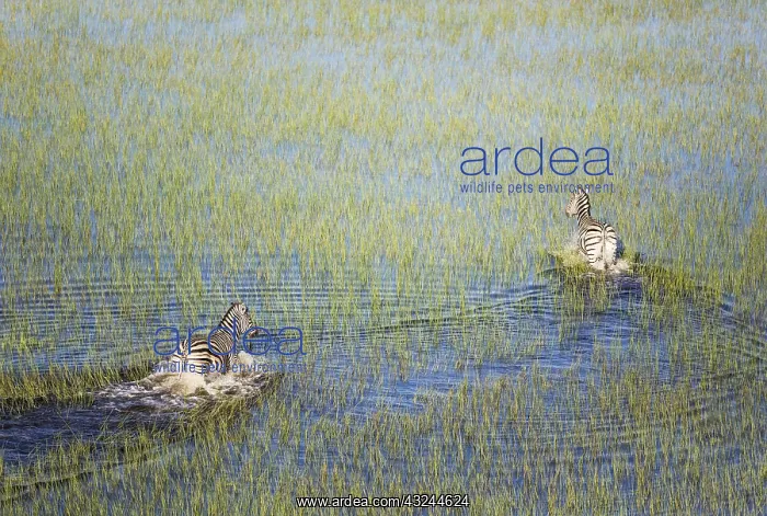 : Burchell's Zebra - roaming in a freshwater marsh : Burchell's Zebra - roaming in a freshwater marsh