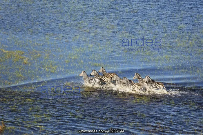 : Burchell's Zebra - roaming in a freshwater marsh : Burchell's Zebra - roaming in a freshwater marsh