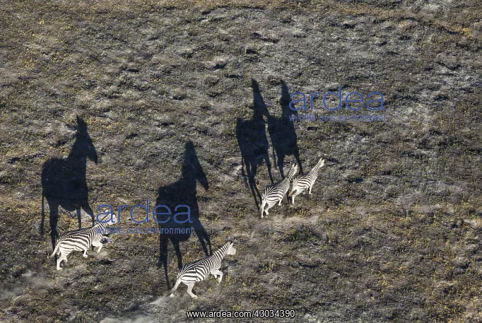: Burchell's Zebra - roaming in the late evening - : Burchell's Zebra - roaming in the late evening -