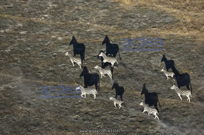 : Burchell's Zebra - roaming in the late evening - : Burchell's Zebra - roaming in the late evening -