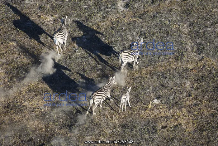 : Burchell's Zebra - roaming in the late evening - : Burchell's Zebra - roaming in the late evening -