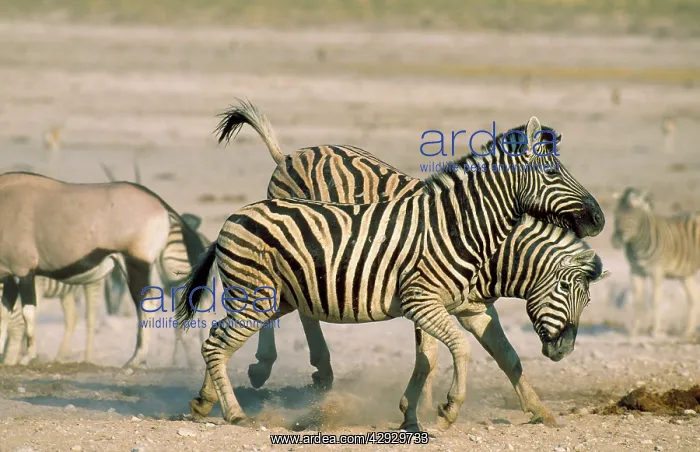 : Burchell's Zebra - stallions fighting in the vicinity : Burchell's Zebra - stallions fighting in the vicinity