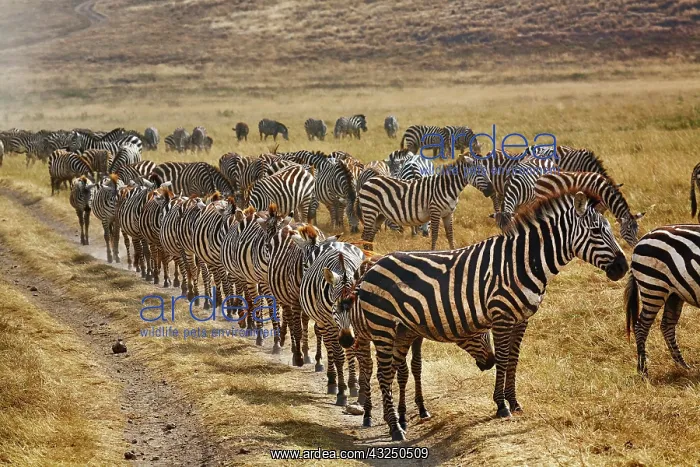 : Burchell's Zebra waiting in line for dust : Burchell's Zebra waiting in line for dust