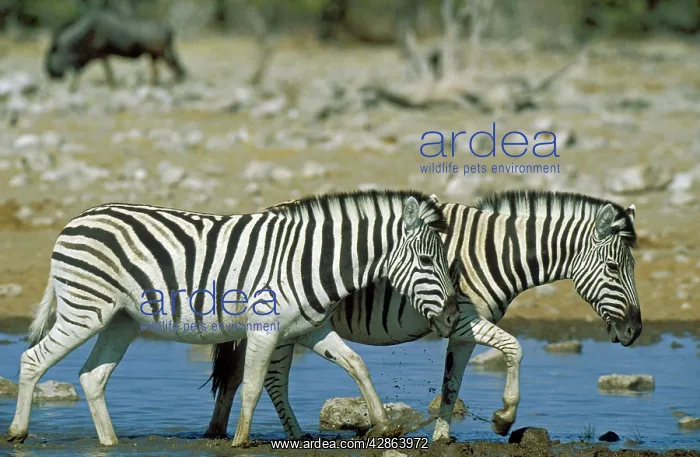 : Burchell's Zebra - at a waterhole - in the background : Burchell's Zebra - at a waterhole - in the background