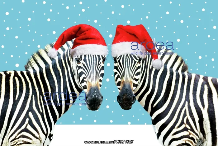 : Burchell's Zebra - wearing Christmas hats on pink : Burchell's Zebra - wearing Christmas hats on pink