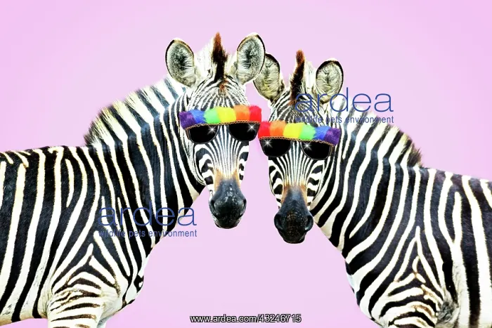 : Burchell's Zebra, wearing rainbow coloured sunglasses : Burchell's Zebra, wearing rainbow coloured sunglasses