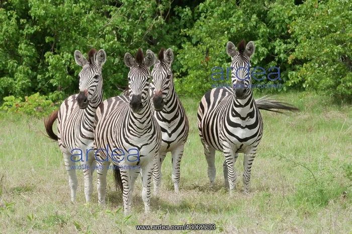 : Four Burchell's Zebras on alert at Kwara : Four Burchell's Zebras on alert at Kwara