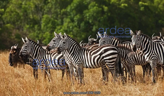 : Burchell's Zebras (Equus Burchellii) as : Burchell's Zebras (Equus Burchellii) as