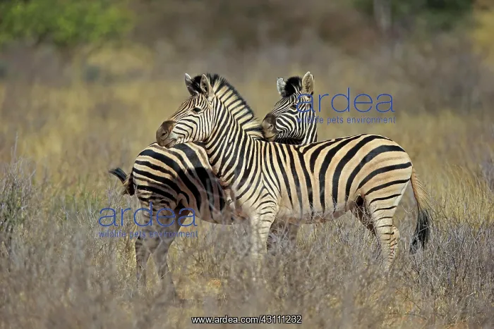 : Burchell's Zebras (Equus quagga burchelli), two : Burchell's Zebras (Equus quagga burchelli), two