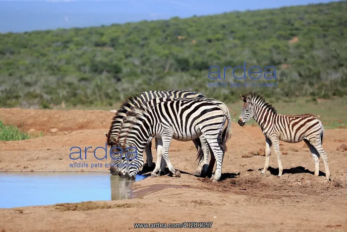 : Burchell's Zebras (Equus quagga burchelli), adult : Burchell's Zebras (Equus quagga burchelli), adult