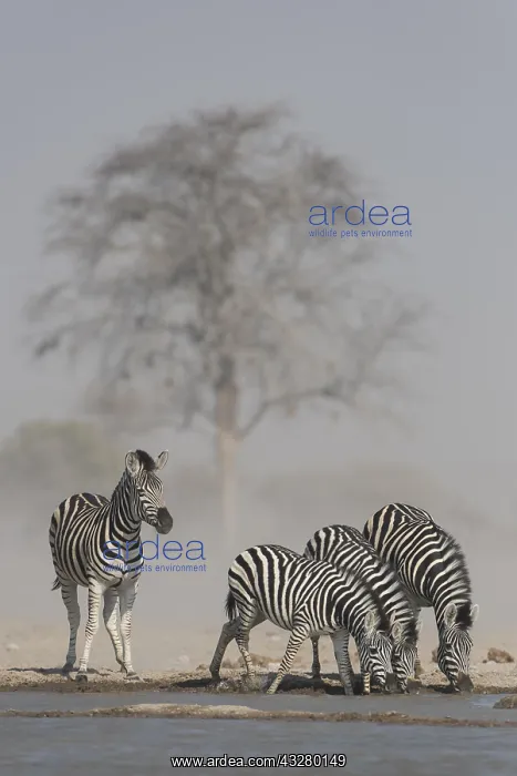  : Burchell's Zebras (Equus quagga burchelli), animal