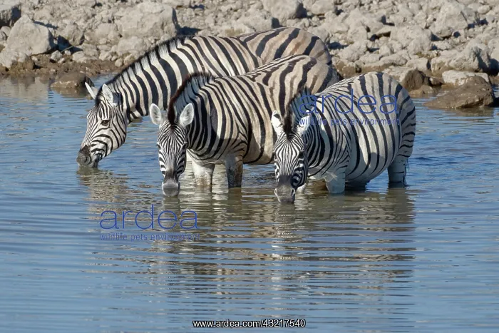 : Burchell's zebras (Equus quagga burchellii), standing : Burchell's zebras (Equus quagga burchellii), standing