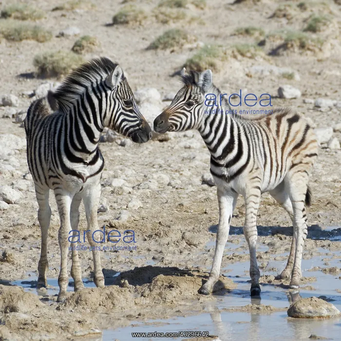 : Burchells zebras (Equus quagga burchellii), two : Burchells zebras (Equus quagga burchellii), two