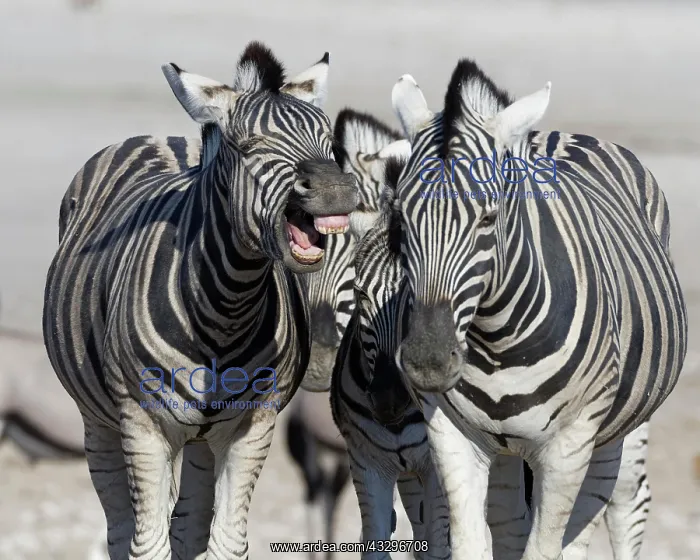 : Burchells zebras (Equus quagga burchellii), two : Burchells zebras (Equus quagga burchellii), two