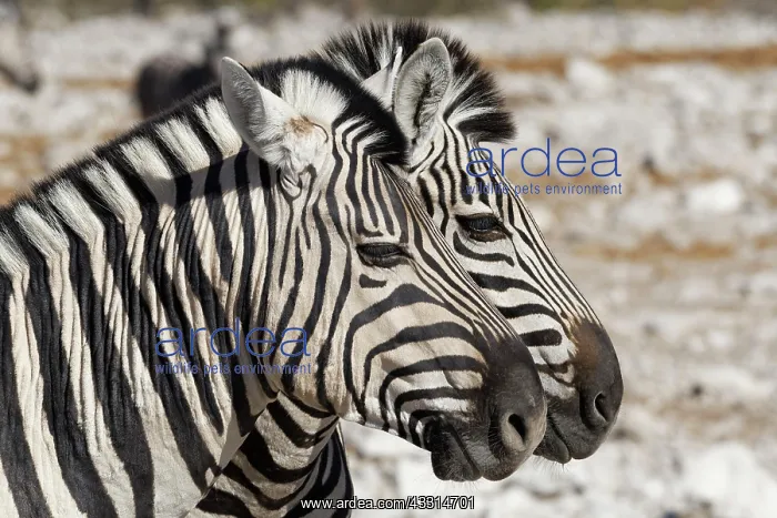 : Burchells zebras (Equus quagga burchellii), two : Burchells zebras (Equus quagga burchellii), two