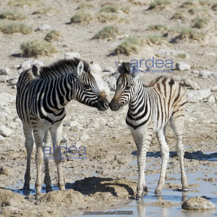 : Burchells zebras (Equus quagga burchellii), two : Burchells zebras (Equus quagga burchellii), two