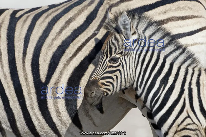 : Burchells zebras (Equus quagga burchellii), adult : Burchells zebras (Equus quagga burchellii), adult