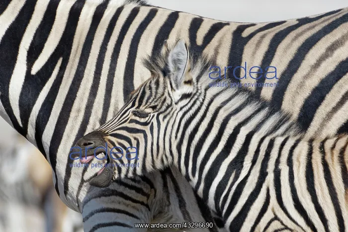 : Burchells zebras (Equus quagga burchellii), adult : Burchells zebras (Equus quagga burchellii), adult