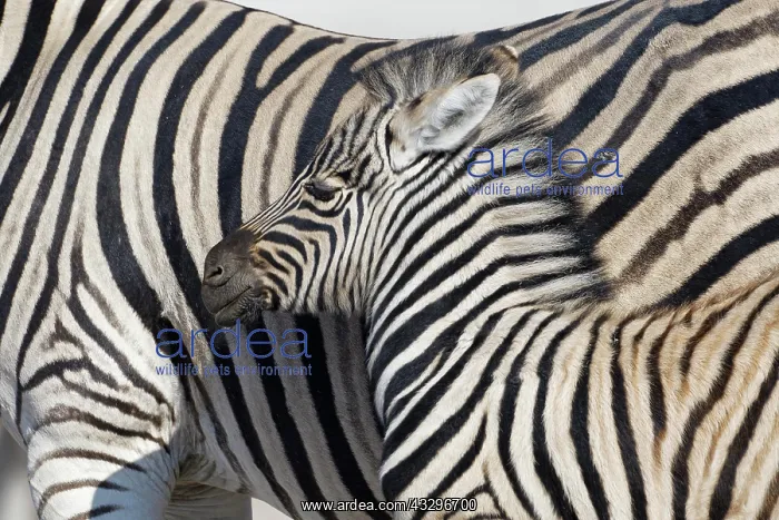  : Burchells zebras (Equus quagga burchellii), adult