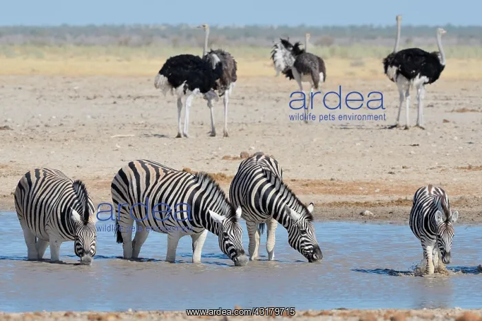 : Burchell's zebras (Equus quagga burchellii) drinking : Burchell's zebras (Equus quagga burchellii) drinking