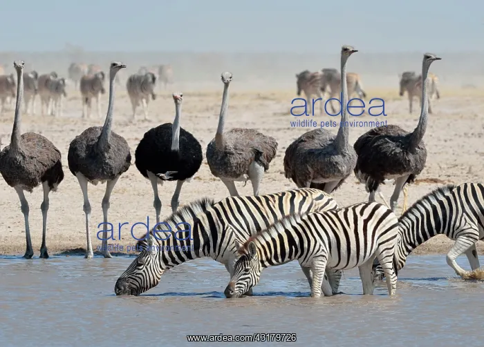 : Burchell's zebras (Equus quagga burchellii) drinking : Burchell's zebras (Equus quagga burchellii) drinking
