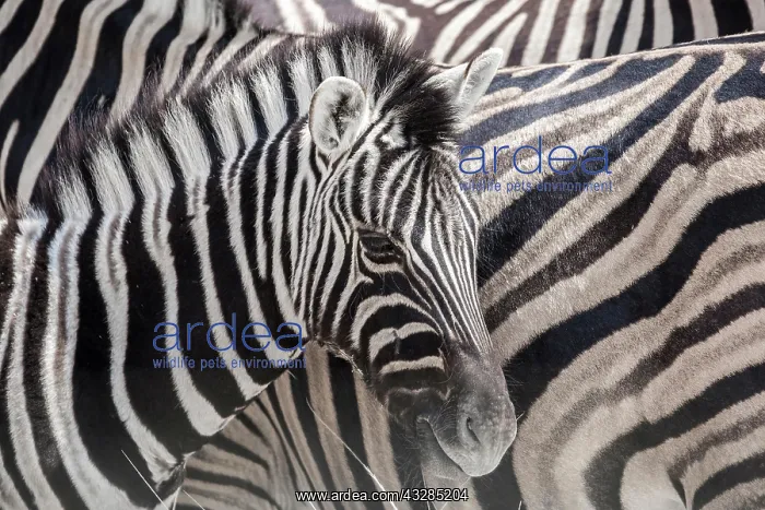 : Burchell's Zebras (Equus quagga burchellii), foal : Burchell's Zebras (Equus quagga burchellii), foal