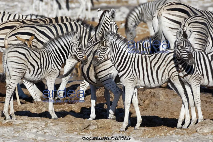 : Burchells zebras (Equus quagga burchellii), herd : Burchells zebras (Equus quagga burchellii), herd