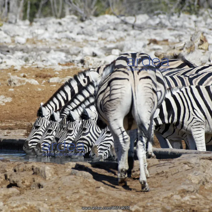 : Burchells zebras (Equus quagga burchellii), herd : Burchells zebras (Equus quagga burchellii), herd