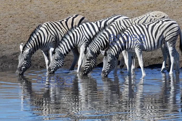  : Burchells zebras (Equus quagga burchellii), herd