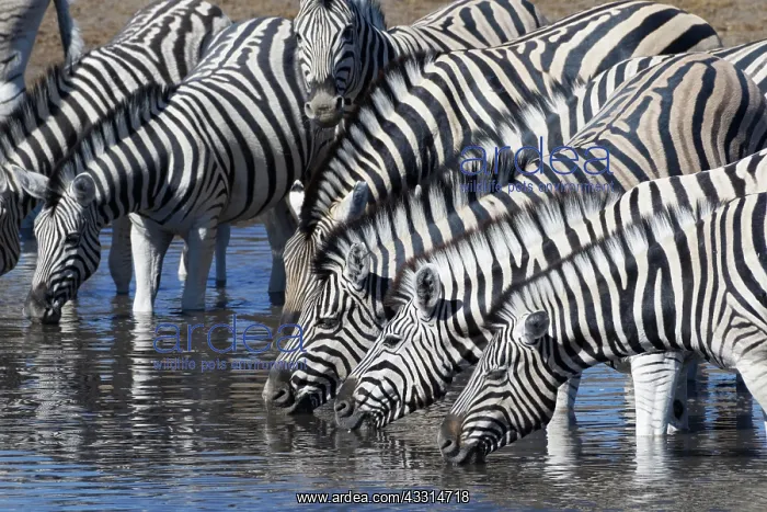 : Burchells zebras (Equus quagga burchellii), herd : Burchells zebras (Equus quagga burchellii), herd