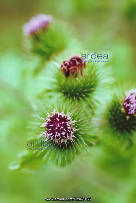 : Burdock, Arctium lappa : Burdock, Arctium lappa
