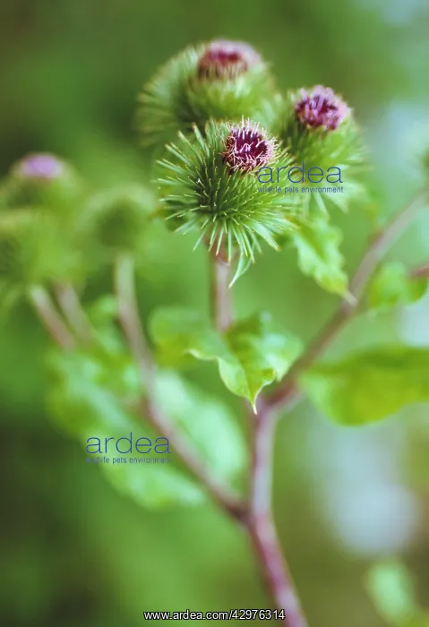 : Burdock, Arctium lappa : Burdock, Arctium lappa