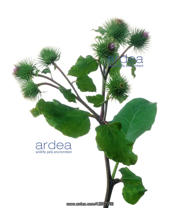 : Burdock, Arctium lappa : Burdock, Arctium lappa