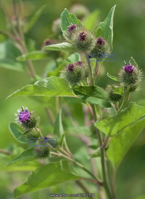 : Burdock, Arctium lappa : Burdock, Arctium lappa