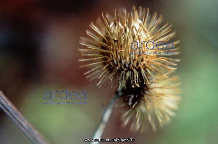 : Burdock, Arctium lappa : Burdock, Arctium lappa