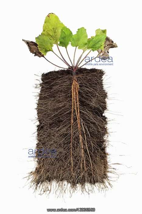 : Burdock, Arctium lappa : Burdock, Arctium lappa