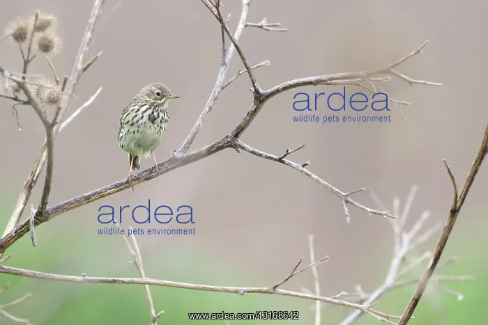 : Burdock. Meadow Pipit (Anthus pratensis) sitting on a Unidentified Thistle : Burdock. Meadow Pipit (Anthus pratensis) sitting on a Unidentified Thistle