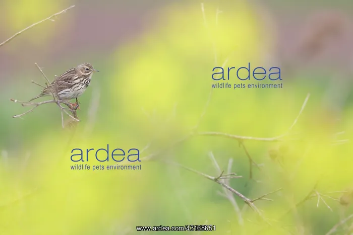 : Burdock. Meadow Pipit (Anthus pratensis) sitting on a Unidentified Thistle : Burdock. Meadow Pipit (Anthus pratensis) sitting on a Unidentified Thistle