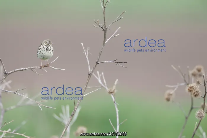  : Burdock. Meadow Pipit (Anthus pratensis) sitting on a thistle 