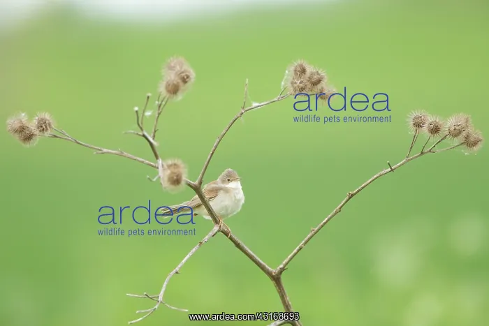 : Burdock. Common Whitethroat (Sylvia communis) sitting on a Unidentified Thistle : Burdock. Common Whitethroat (Sylvia communis) sitting on a Unidentified Thistle